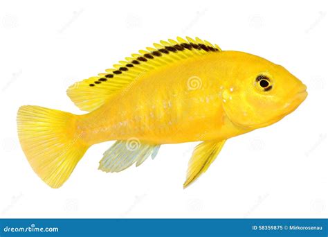 Yellow Cichlid Fish In Aquarium Royalty Free Stock Photo