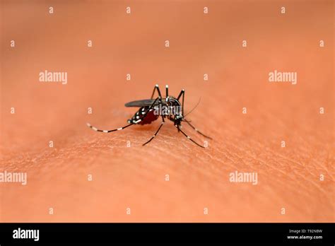 Asian Tiger Mosquito Aedes Albopictus Mahabaleshwar Maharashtra