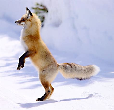 Bildergebnis Für Fox Standing On Hind Legs Animals Beautiful Fox