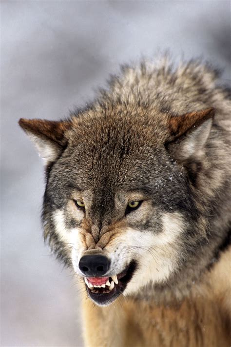 The 25 Toughest Animals In America Wolf Photography Angry Animals