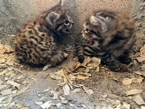 Black Footed Cat Kittens Zooborns
