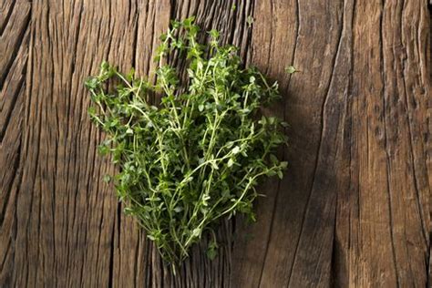 Outdoors, this evergreen herb grows in u.s. 10 Herbs to Grow Inside Year-Round - Indoor Herb Garden Ideas