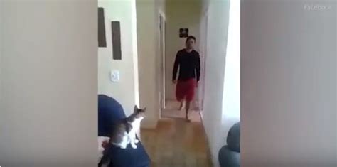 Cat Sees His Owner Coming Gives Him The Smoothest High Five Fist Bump