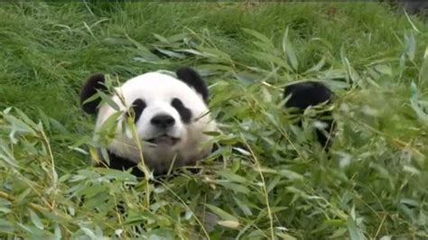 Watch Adorable Pandas Chomping On Bamboo Blissfully Ignoring Scientists