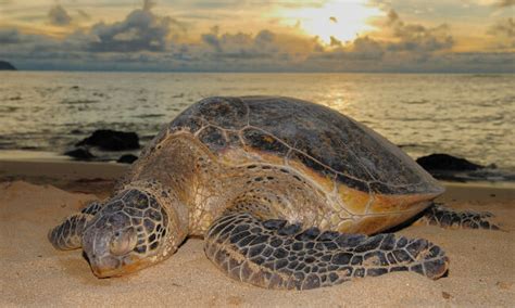 Guide To Costa Rica Sea Turtle Nesting Tours