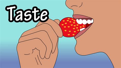 How Does Taste Work How Do Taste Buds Work Structure Of The Tongue