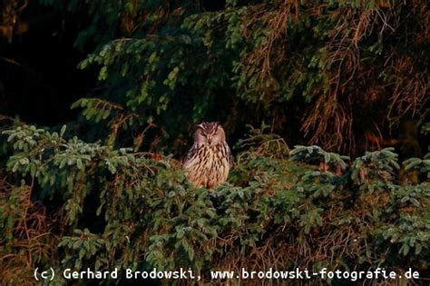 Der ziegenmelker ist ein nachtvogel und insektenfresser mit großen augen. Der Ziegenmelker - Steckbrief, Verbreitung, Brutzeit ...