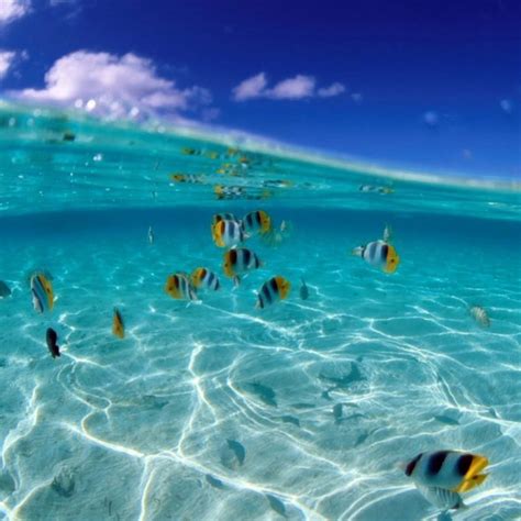 10 Best Tropical Island Wallpaper With Fish Full Hd 1920×