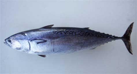 Bullet Tuna Auxis Rochei Adriaticnature