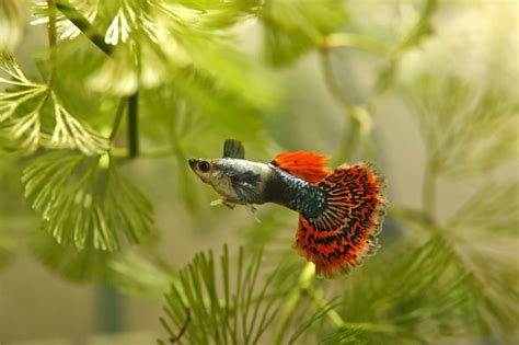 The Guppy Sanctuary: Our first pair of guppies from Thailand
