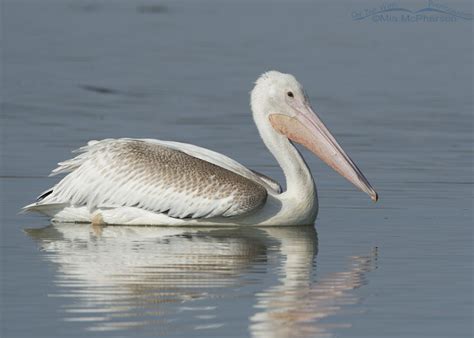 Juvenile American White Pelican At Bear River Mbr Mia Mcphersons On