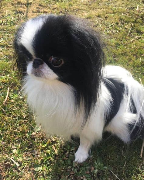 15 Cool Facts About Japanese Chin Page 2 Of 5 The Dogman