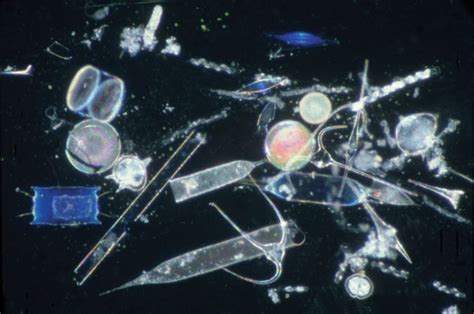 Plankton Little Organisms That Pose Big Ecological Questionsn T