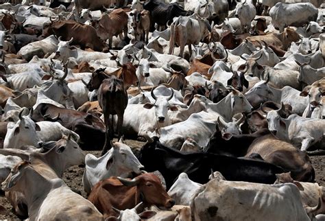 Cow Smuggler Killed By Suspected Cow Protection Vigilantes In India