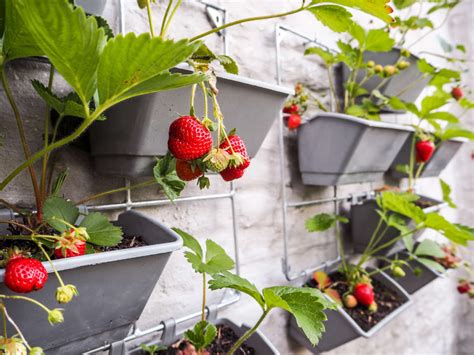 Erdbeeren vertikal anbauen Anleitung Tipps zum Nachmachen