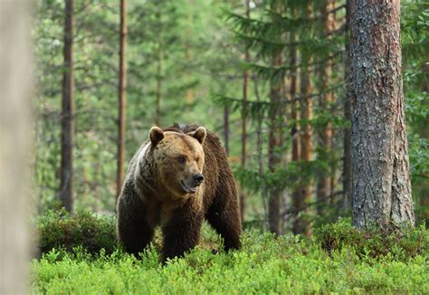 Urso Esp Cies Caracter Sticas Gerais Habitat Biologia Net