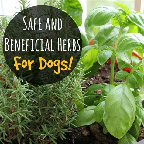 Safe And Beneficial Herbs For Dogs Indoor Plants Pet Friendly Plants