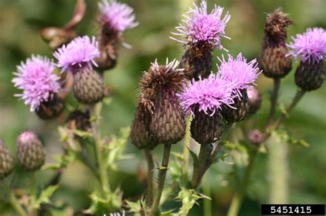 Canada Thistle Cirsium Arvense