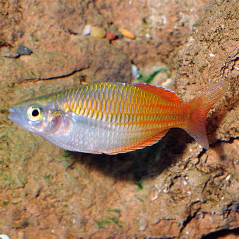 Melanotaenia boesemani.adalah nama latin ikan ini. 50+ Great Show Me A Picture Of A Rainbow Fish - pixaby