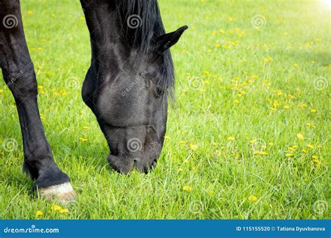 Horse Eat Spring Grass In A Field Stock Photo Image Of Countryside