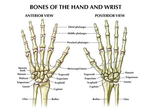 Hand Bone Anatomy Anatomy Bones Body Anatomy Gross Anatomy Anatomy