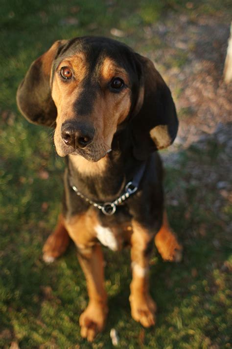 George Black And Tan Coonhound Coonhound Puppies Every Dog Breed