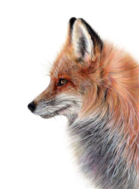 Fox Pencil Drawing Ellewills On Instagram Tierillustration