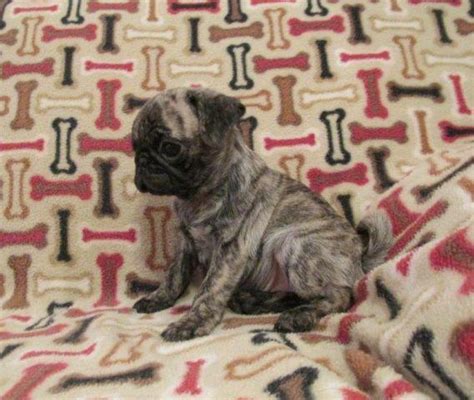 Akc Rare Reverse Brindle Male Pug Puppy For Sale In Weatherford