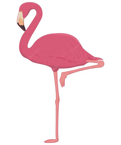 Premium Vector Pink Flamingo Vector Illustration
