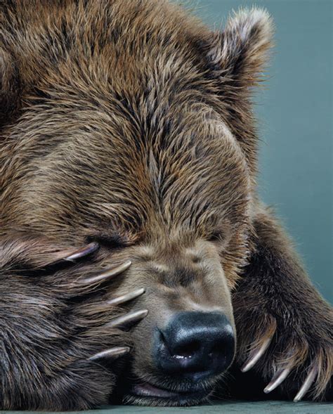 Bear Portraits By Jill Greensberg