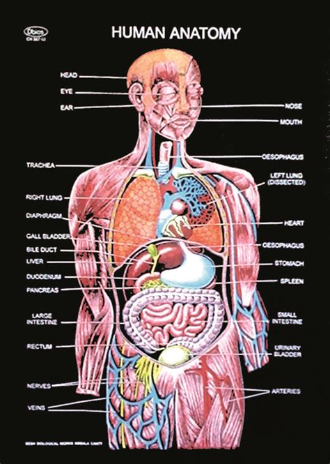 Human Organ Anatomy Chart