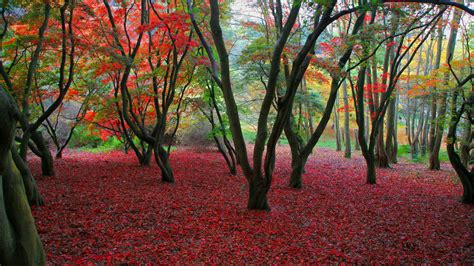 Colorful Autumn Trees With Red Leaves On Ground Hd Nature Wallpapers