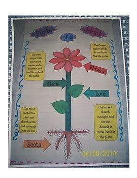 Parts Of A Plant Anchor Chart By Mrs Zs Busy Bees Tpt