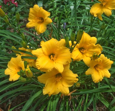 Great as a cut flower or in your landscape, harvest of memories iris provides a unique appearance to any garden. These Daylilies Bloom All Summer - Southern Living