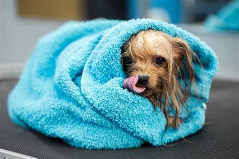 6 Ways To Prevent A Dog Shivering Were All About Pets