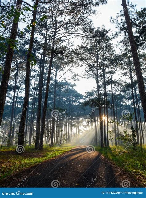 Pine Tree Forest At Sunrise Stock Photo Image Of Morning Pasture