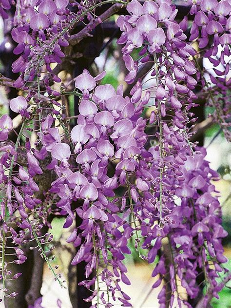 Here are seven of the fastest growing climbing plants that thrive in australian gardens. Wisteria Sinensis Wisteria sinensis is a twining deciduous ...