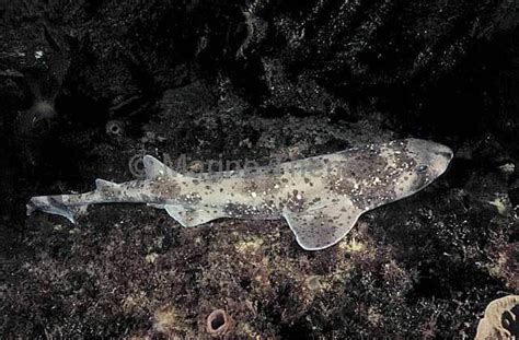 Draughtboard Swell Shark Cephaloscyllium Laticeps Pattern Spots Spotted Blotched Camouflage