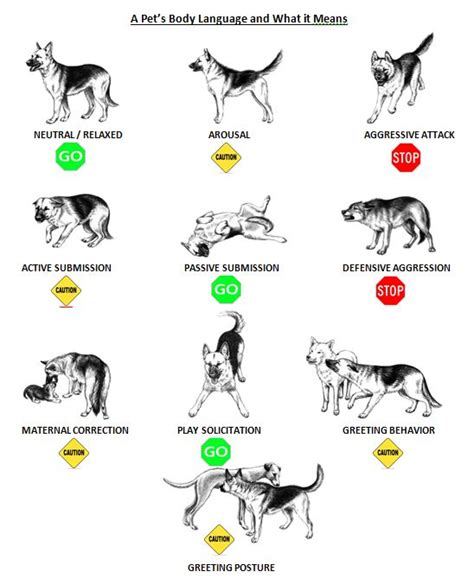 Pin By Ask Dr Caryn On Animal Behavior And Training Dog Body Language
