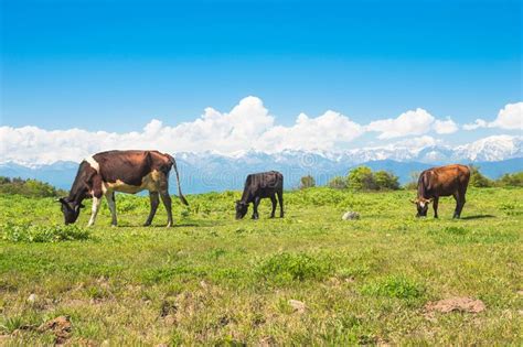 Cows In A Meadow Against Background Of Snow Capped Mountains Stock