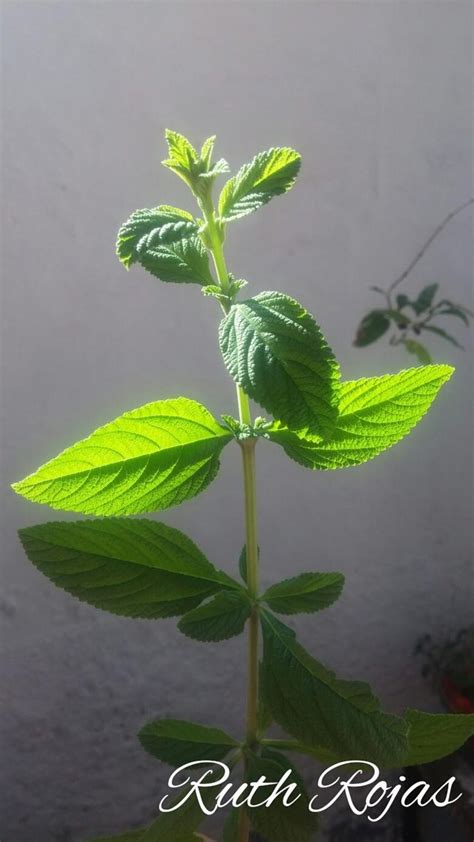 Para Que Sirve La Hoja De Toronjil Como Planta Medicinal Plantă Blog