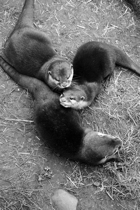 Baby Otters Playing Otters Playing Gillimcg Flickr