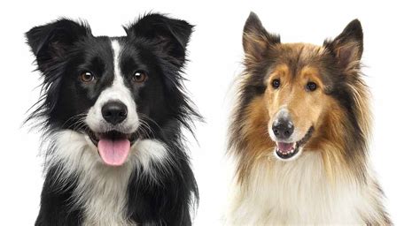 Collie Dog Breed History And Some Interesting Facts