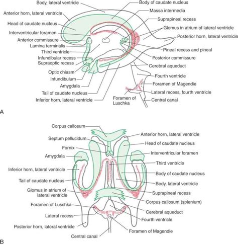 The Ventricles Choroid Plexus And Cerebrospinal Fluid Neupsy Key
