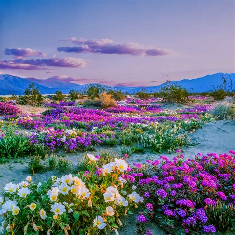 Anza Borrego The Best Places To See The Wildflower Bloom