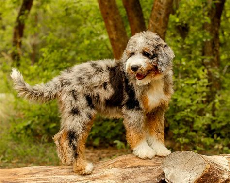 Aussiedoodle Puppies For Sale Available In Phoenix And Tucson Az