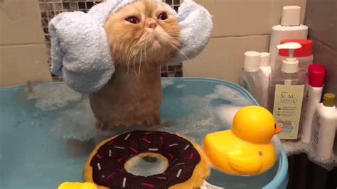 Cat Takes A Bath Youtube