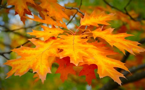 Leaf Autumn Maple Wallpaper Hd Macro K Wallpapers Images And Background Wallpapers Den