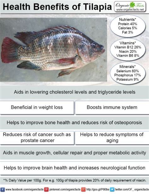 A Tilapia Fish And Label Fish Info