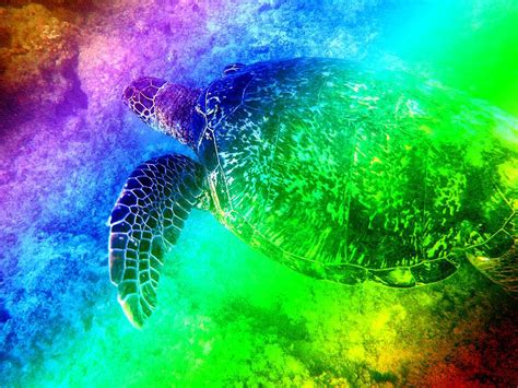 Psychedelic Turtle Photograph By Erika Swartzkopf